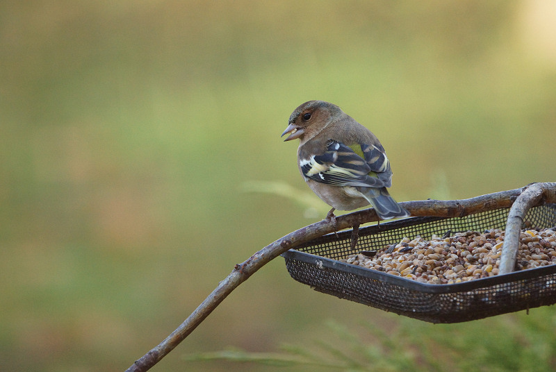 Animaux de mon jardin - A77-DSC05662