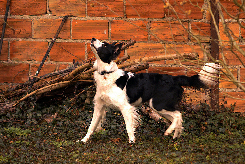 Animaux de mon jardin - DSC04828