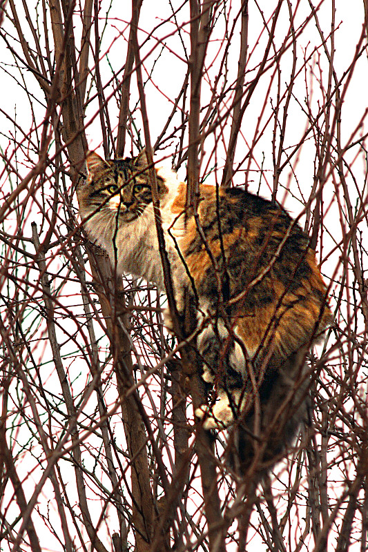 Animaux de mon jardin - DSC04824rec