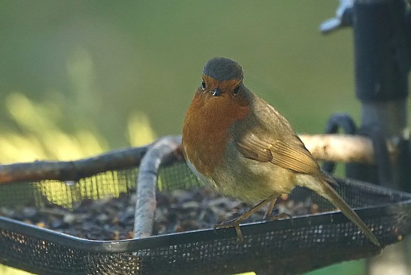 Animaux de mon jardin - DSC05697
