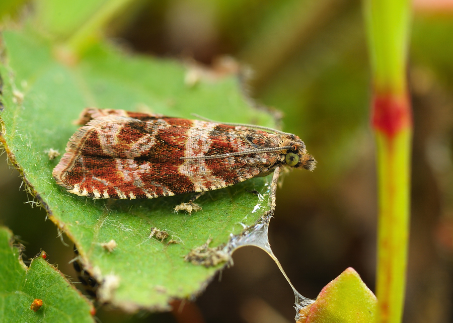 P'tit rouquin : celypha cespitana 1402180734473187611995446