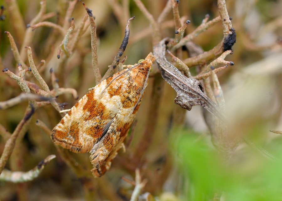 P'tit rouquin : celypha cespitana 1402200651503187612001134