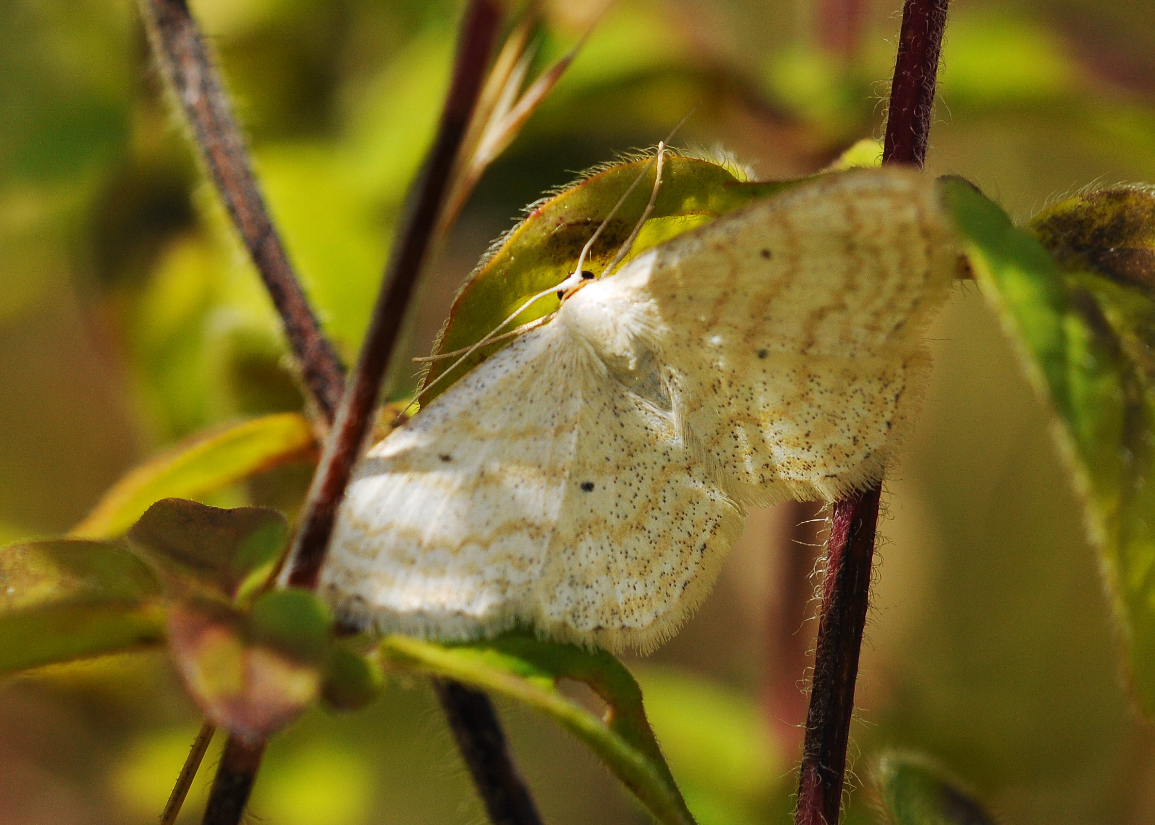 Idaea - Scopula ou Idaea? 1402200758323187612001318