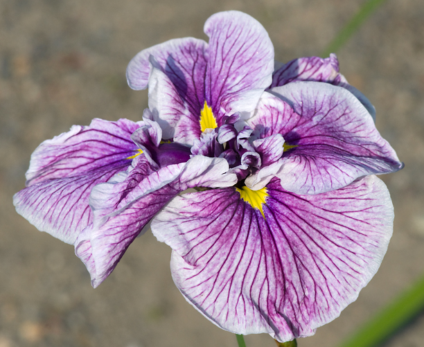 Iris ensata GREYWOODS GYPSY PLUMES web