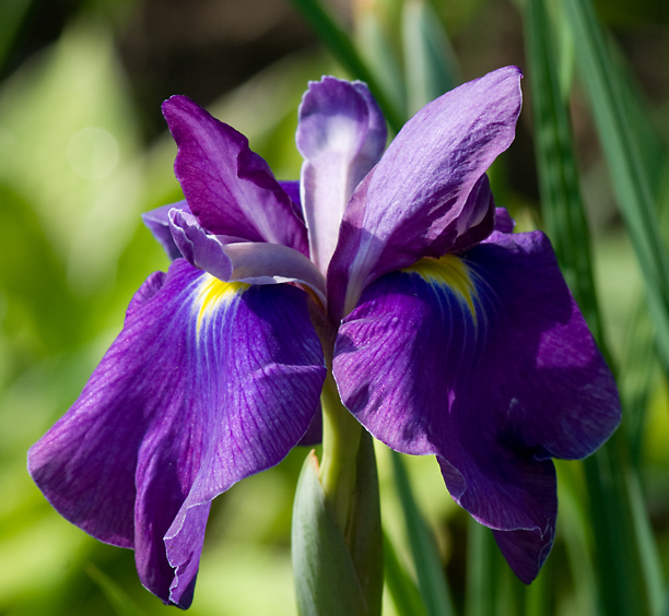 Iris ensata Virginia B_web