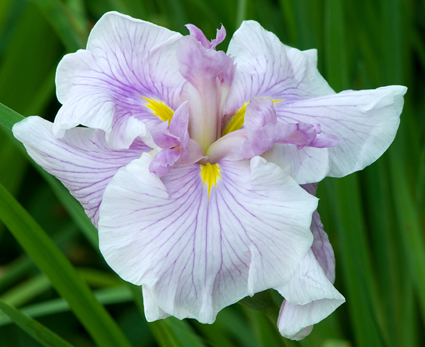 Iris ensata Honour_web