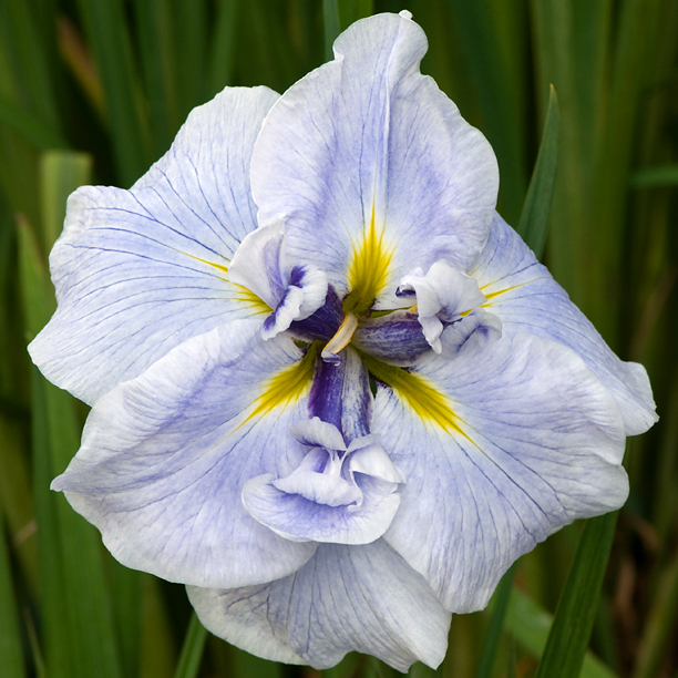 Iris ensata Icy Peaks 4 web