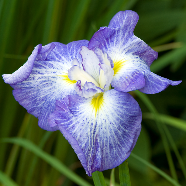 Iris ensata Cascade Rain_web