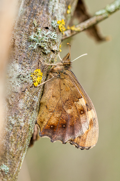 [Divers rhopalocères] Premières observations de papillons en 2014 1402240718353187612012111