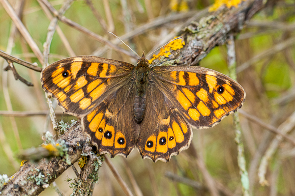 [Divers rhopalocères] Premières observations de papillons en 2014 1402240720133187612012118