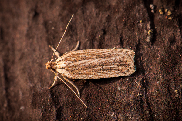 Agonopterix umbellana 1402260710223187612018014