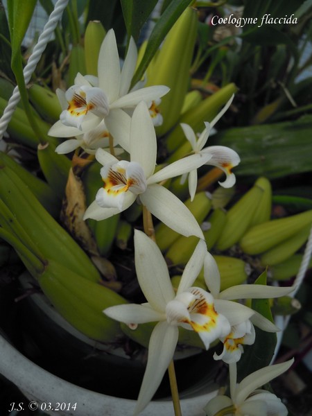 Coelogyne flaccida 14030207034911420012028980