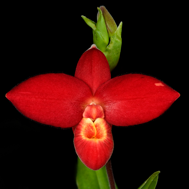 La ploïdie des orchidées, illustrée par Lise (Erythrone) 14030209083216446812029669