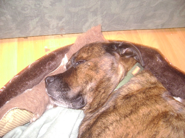 Astro, beau gosse croisé boxer de 7 ans (55)  - Page 2 14030603334915899812040906