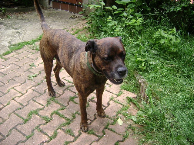 Astro, beau gosse croisé boxer de 7 ans (55)  - Page 2 14030603351515899812040912