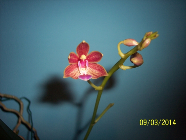 Phalaenopsis Linda Cheok 14030907172916852212050350
