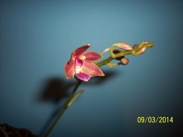 Phalaenopsis Linda Cheok 14030907175016852212050353