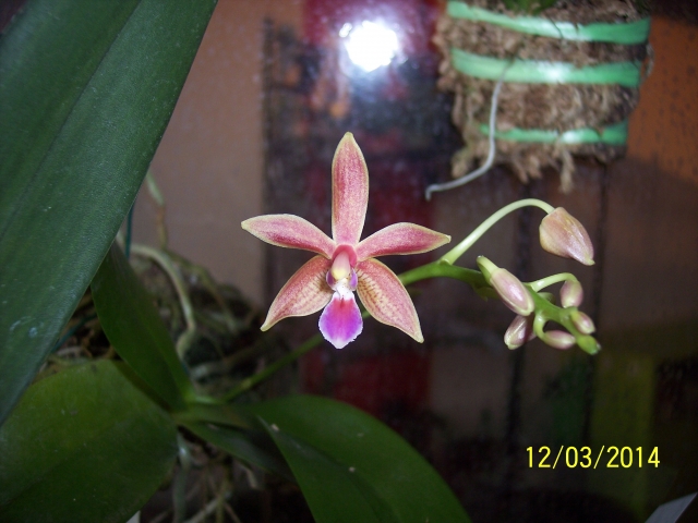 Phalaenopsis Linda Cheok 14031307365916852212062666
