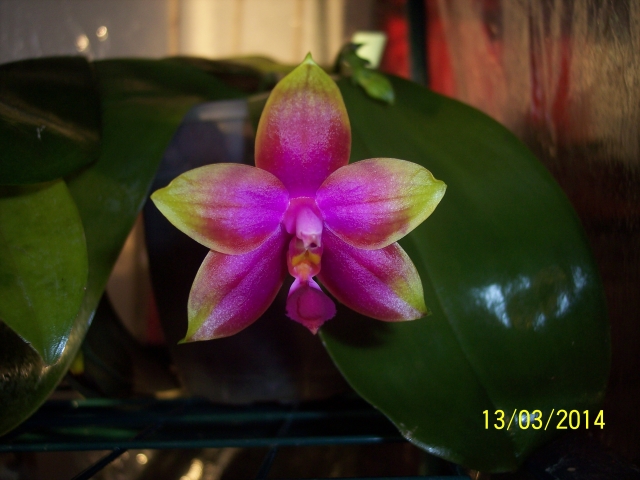 Phalaenopsis Princess Kaiulani 14031307371716852212062667