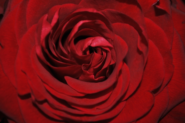 Roses St Valentin 2014 (20)  