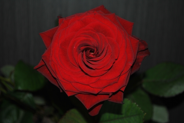 Roses St Valentin 2014 (23)  