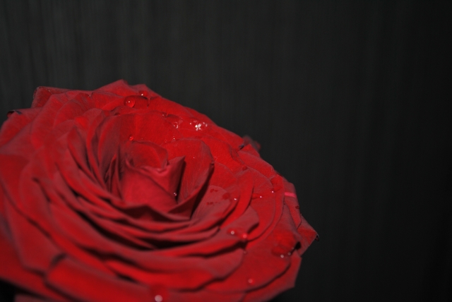 Roses St Valentin 2014 (45)  