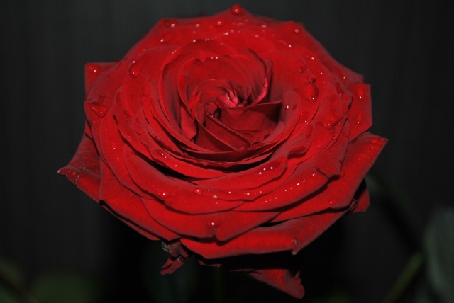 Roses St Valentin 2014 (56)  