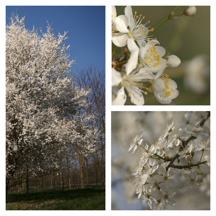 Triptyques rouge et blanc. 14031508394915176312066036