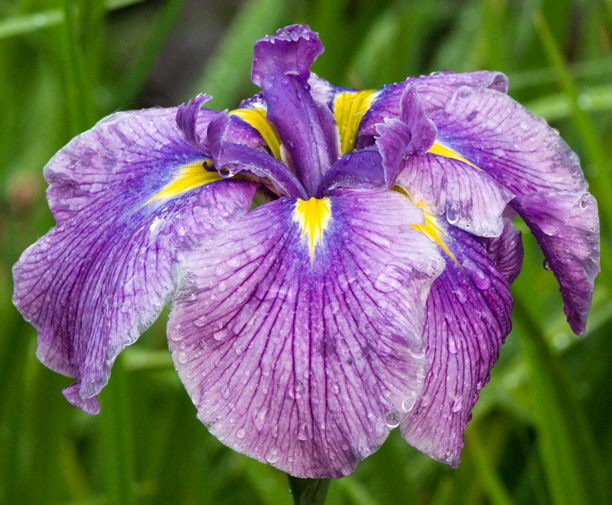 Iris ensata Oriental Eyes_web