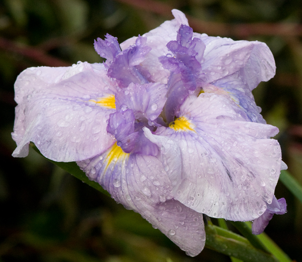 Iris ensata High Standard Cascade