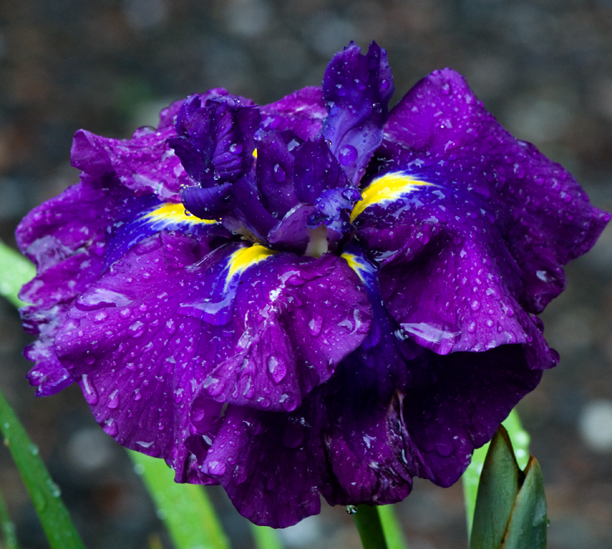 Iris ensata summer storm 3_web