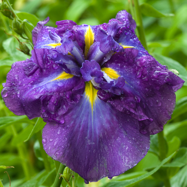 Iris ensata Diomedes_web