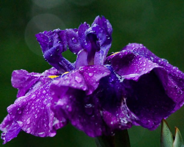 Iris ensata Summer Storm 2_web