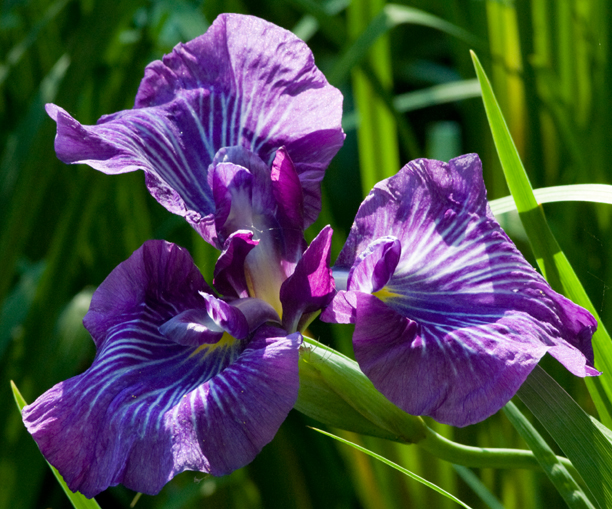 Iris ensata Greywoods zebrina_web