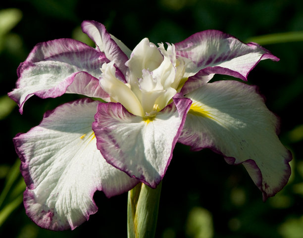 Iris ensata Frilled Enchantment 2_web