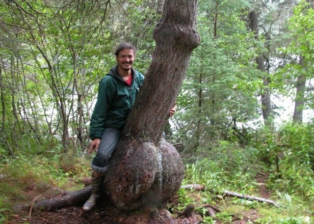 arbre-en-forme-de-bite