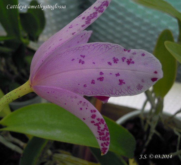 Cattleya amethystoglossa 14032110083111420012083914