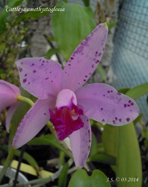 Cattleya amethystoglossa 14032110083211420012083916