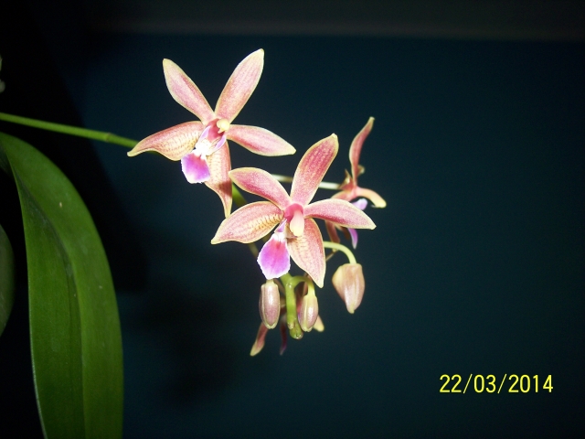 Phalaenopsis Linda Cheok 14032208123316852212086273