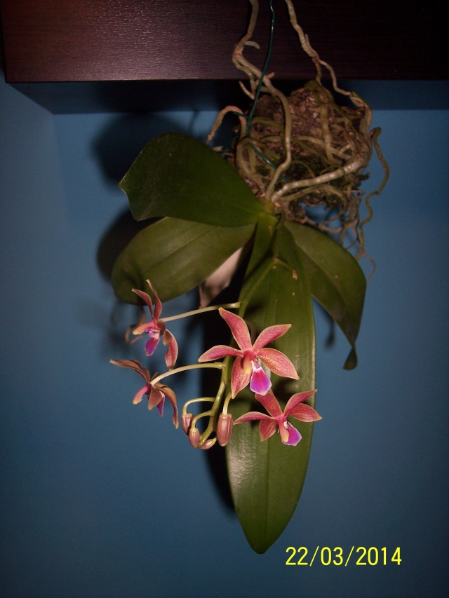 Phalaenopsis Linda Cheok 14032208125216852212086274