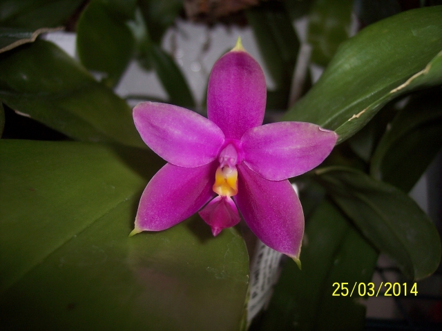Phalaenopsis bellina x violacea indigo (Samera) (2014) 14032501203516852212095724