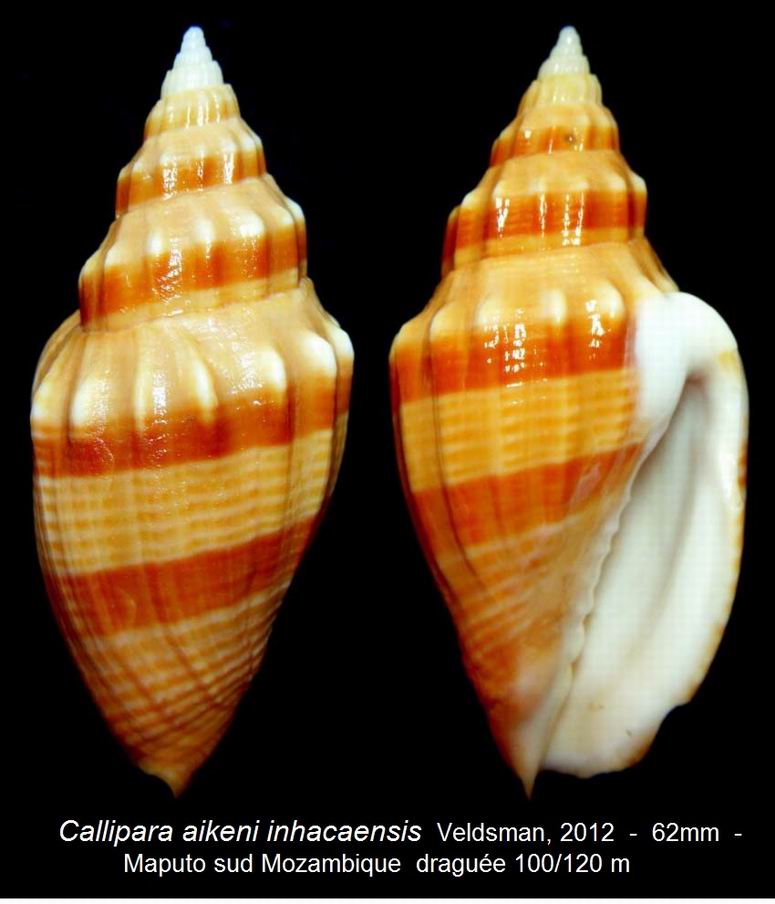 Simililyria inhacaensis (J. H. Veldsman, 2012) 14032604563814587712099266