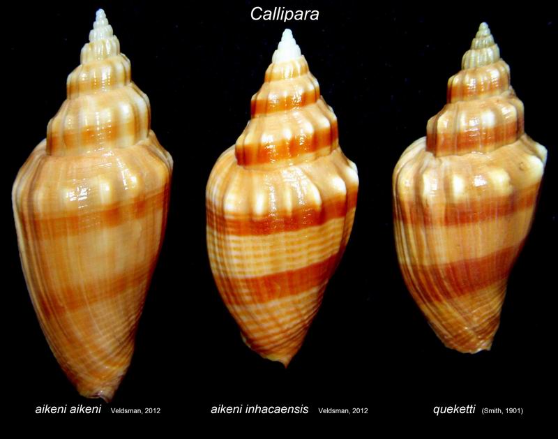 Simililyria inhacaensis (J. H. Veldsman, 2012) 14032604564314587712099269