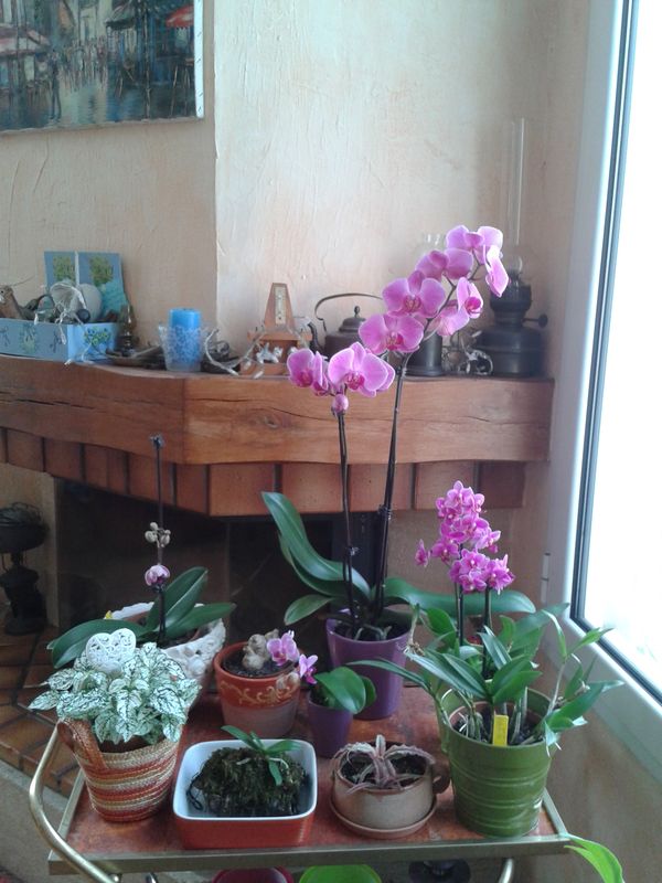 Phalaenopsis : Liens et mes plantes 1403261054397049612101173