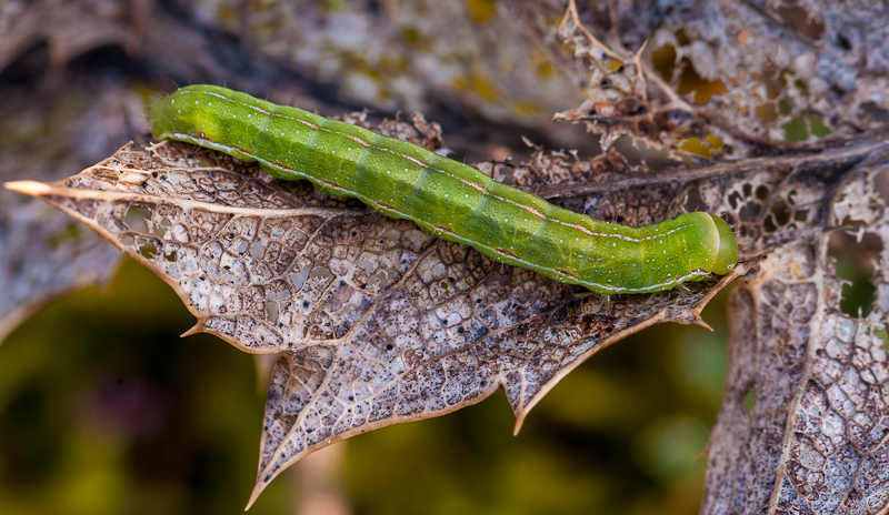 Chenille des dunes à confirmer 1403260724033187612100067