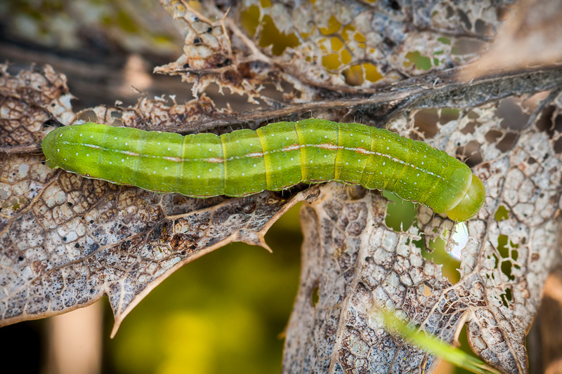 Chenille des dunes à confirmer 1403260724063187612100068