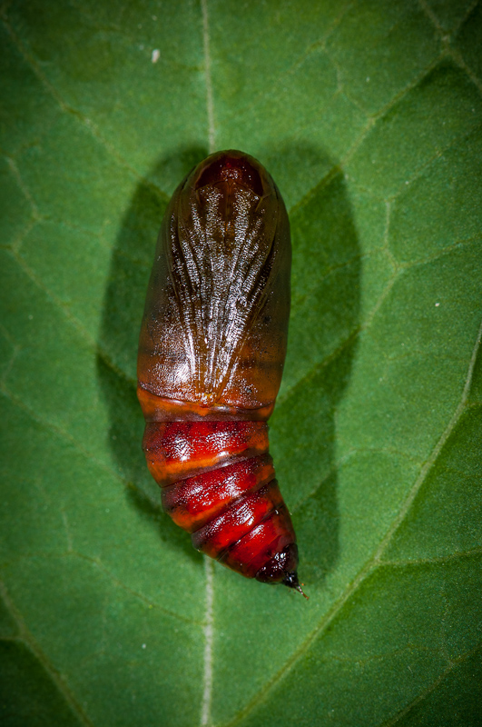 Chenille de Crocallis ? [Crocallis dardoinaria] 1403270651413187612103107