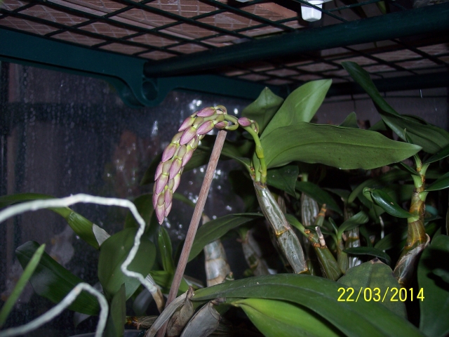 Dendrobium farmeri 14032909024916852212106378