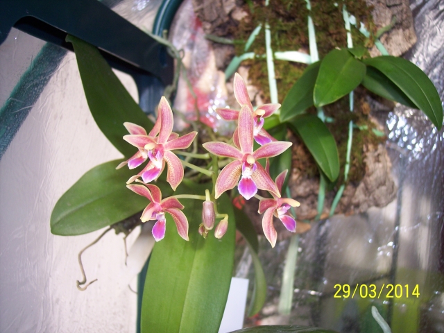 Phalaenopsis Linda Cheok 14032909075616852212106393