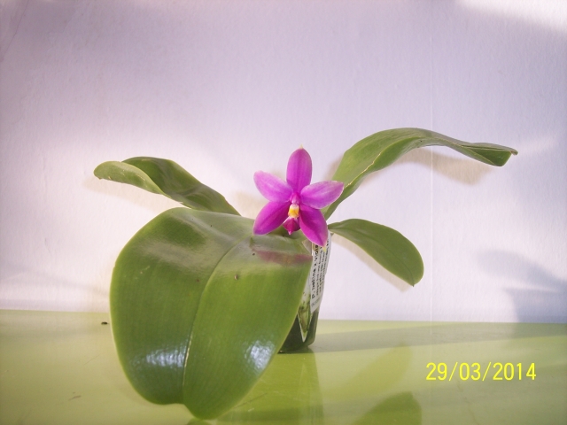 Phalaenopsis bellina x violacea indigo (Samera) (2014) 14032909101616852212106398